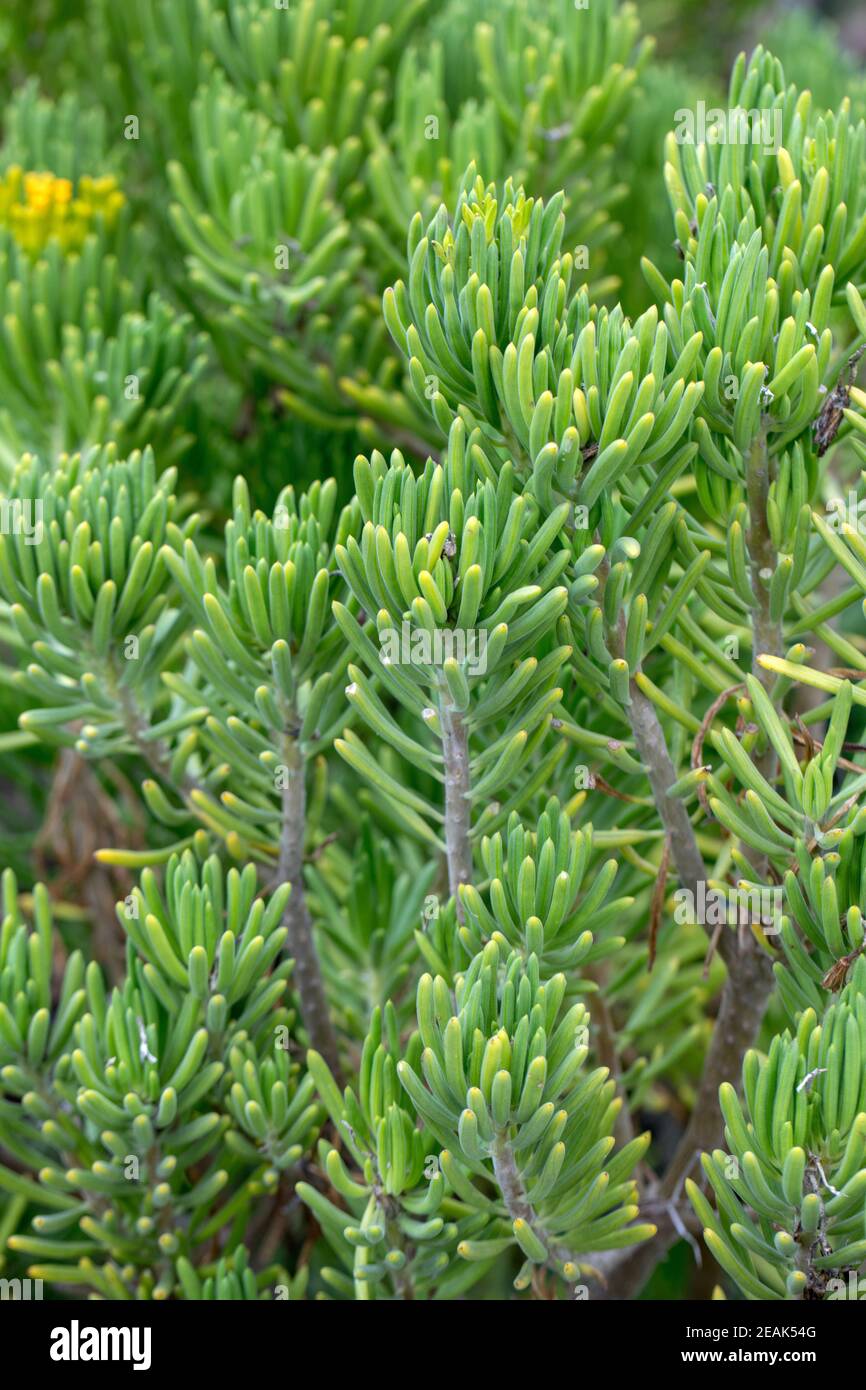 Barberton Groundsel o Succulent Bush Senecio, Senecio barbertonicus Foto Stock