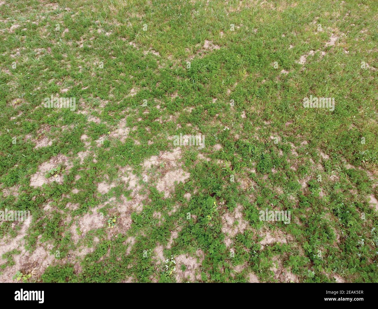 L ambrosia con erbacce nel giardino tra la zucca Foto Stock