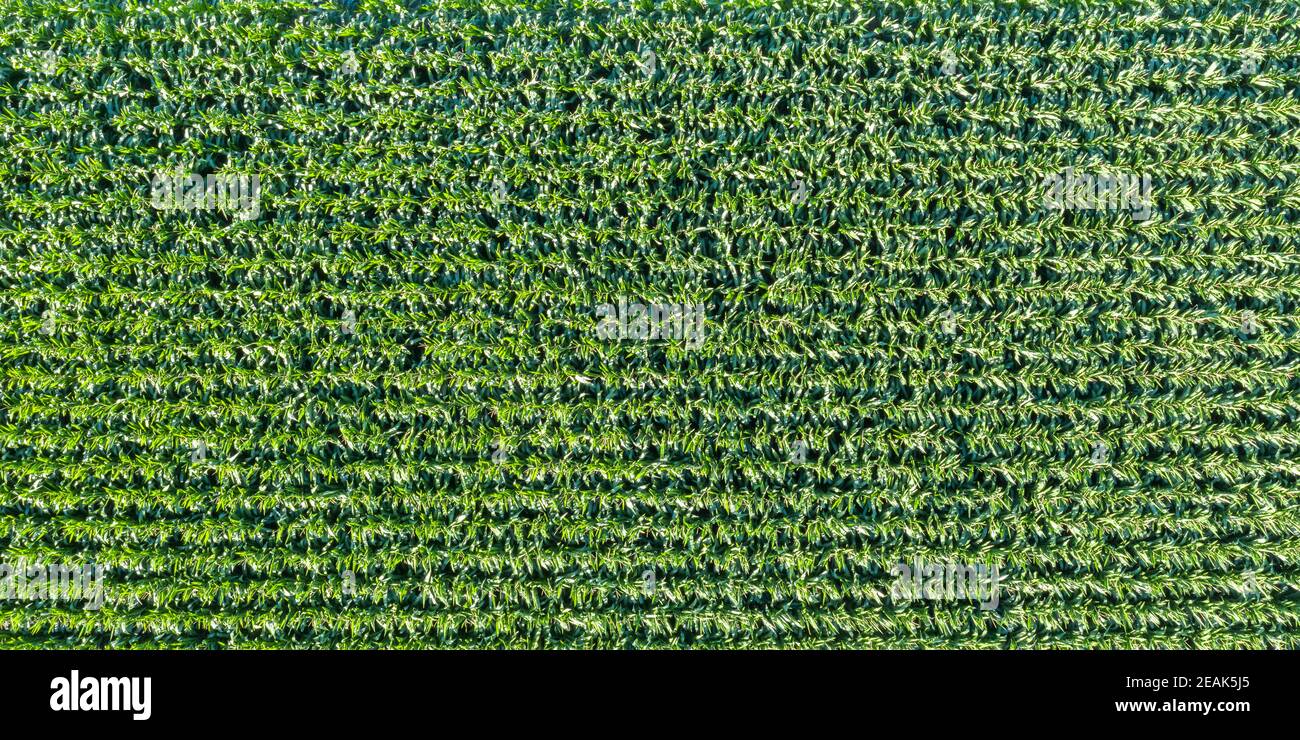 Granoturco campo grano sfondo drone vista aerea banner foto panoramica visualizza Foto Stock
