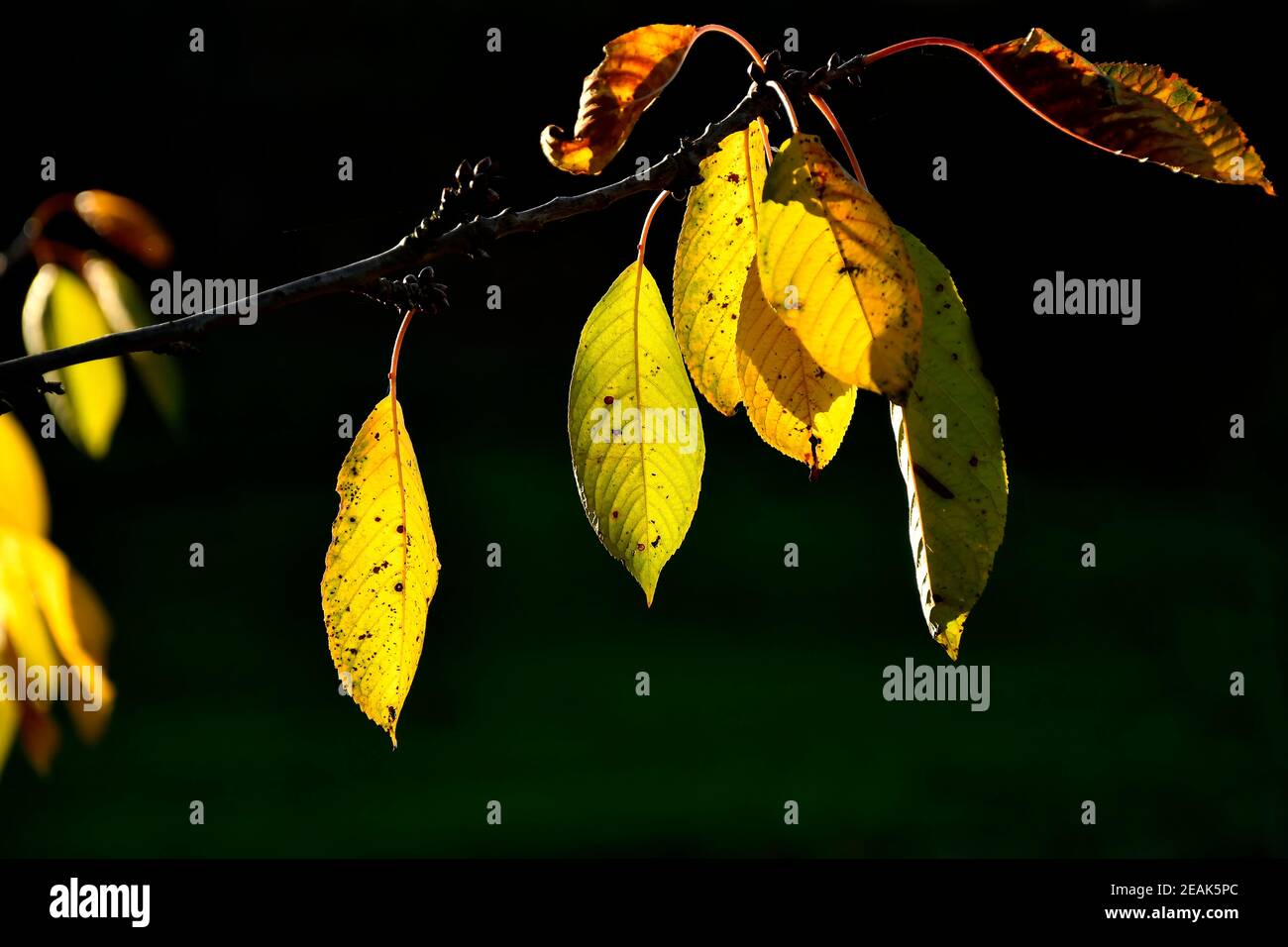 foglie colorate autunnali in controluce Foto Stock