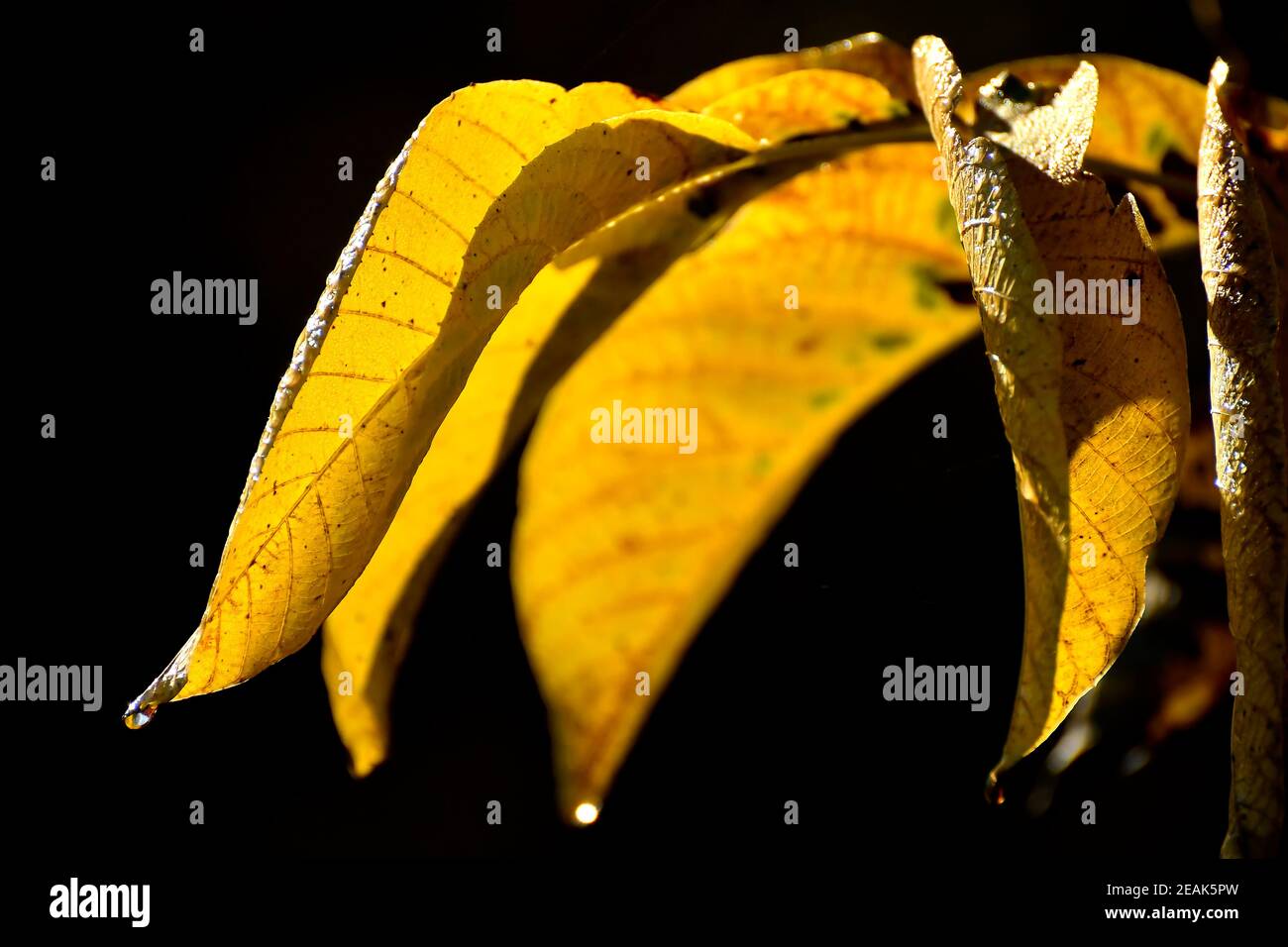 foglie colorate autunnali in controluce Foto Stock