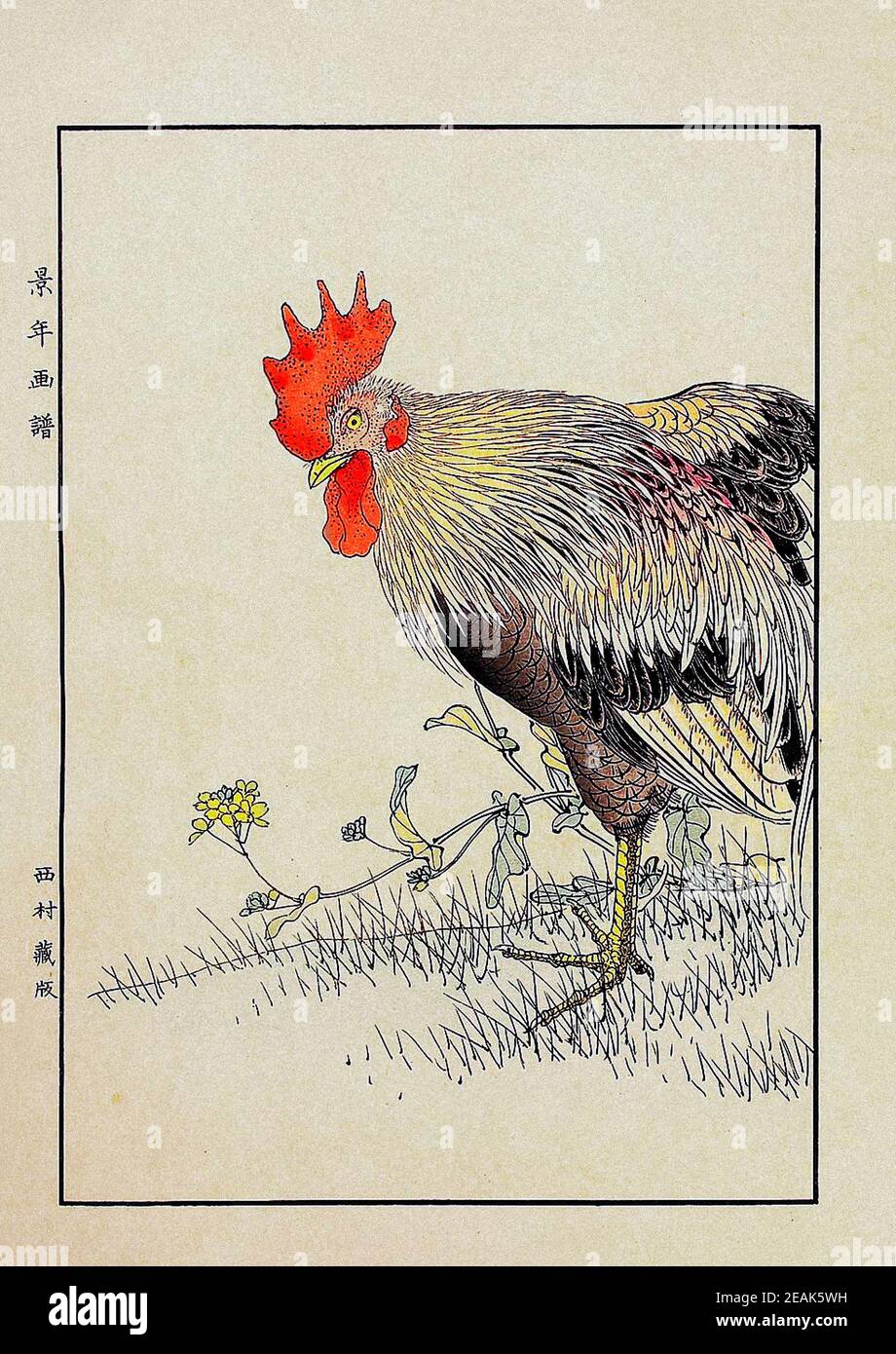 Imao Keinen: Keinen Kacho Gafu (quattro stagioni Bird e Flower Albums); Rooster.Japan. 1892 Imao Keinen (1924 – 1845) è stato un Foto Stock