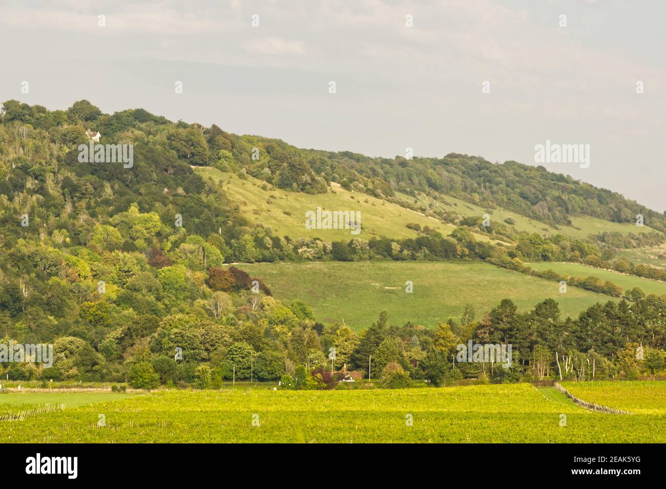 Vigneto e campagna in Surrey, Inghilterra Foto Stock