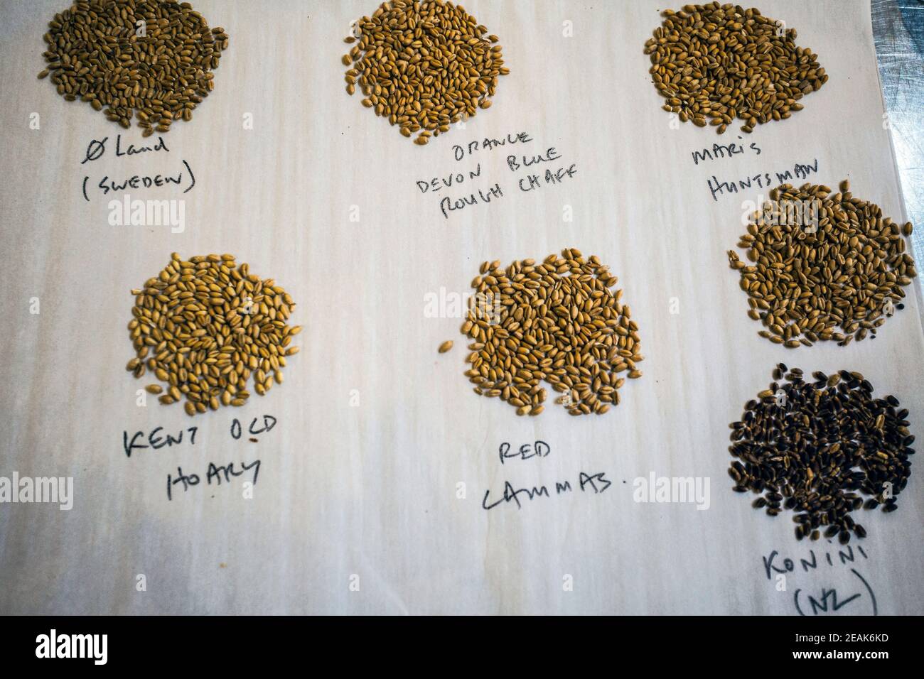 Tipi di grano per la preparazione del pane - esperienza del pane. Foto Stock