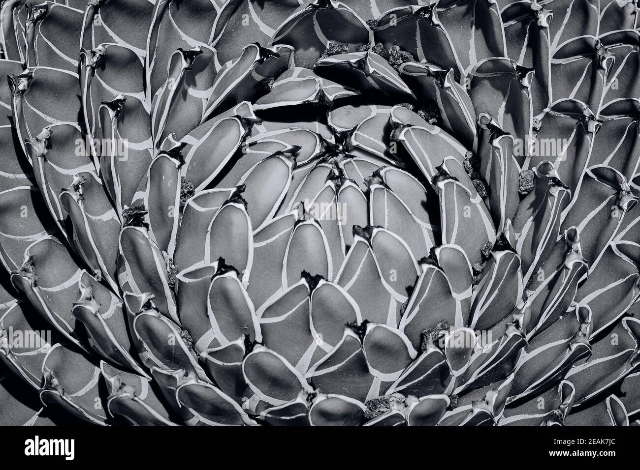 Agave pianta in bianco e nero Foto Stock