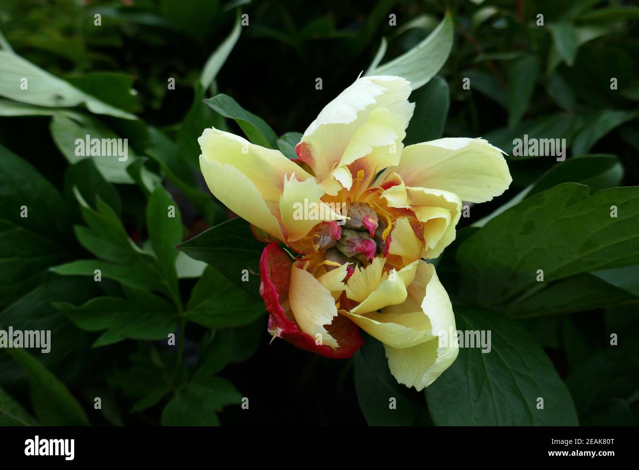 Peonie Foto Stock