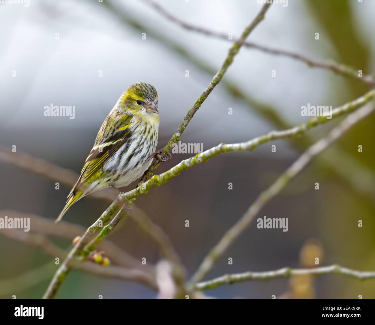 Uccello di siskin femminile seduto sul braco di un albero Foto Stock