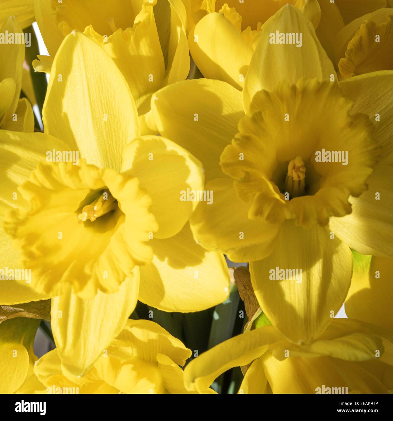 Bella primavera gialla fiori di Daffodil in Closeup in un bouquet Foto Stock