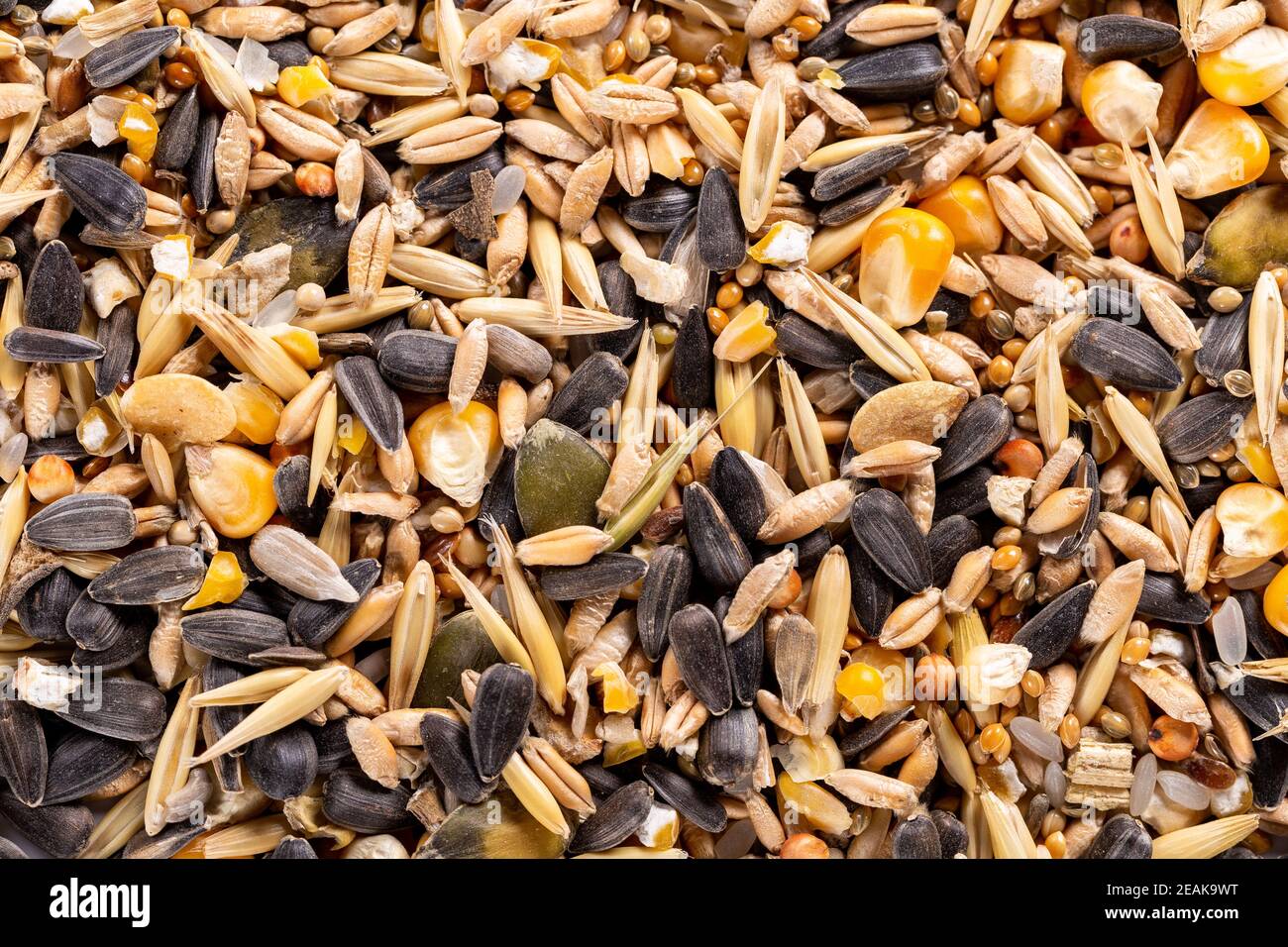 Sfondo di semi assortiti grezzi e noci per l'alimentazione degli uccelli selvatici. Foto Stock