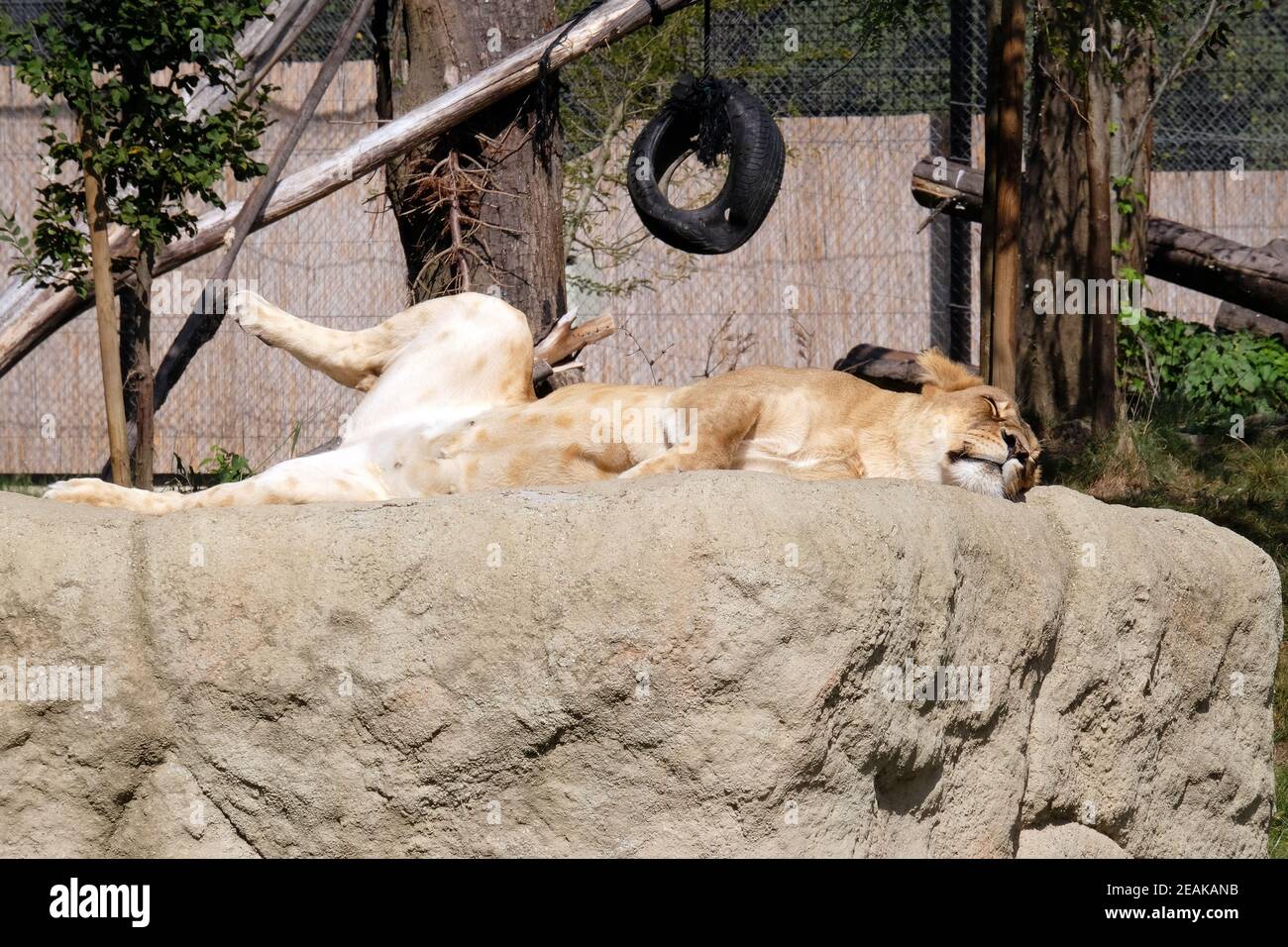 Lion (Panthera leo) Foto Stock