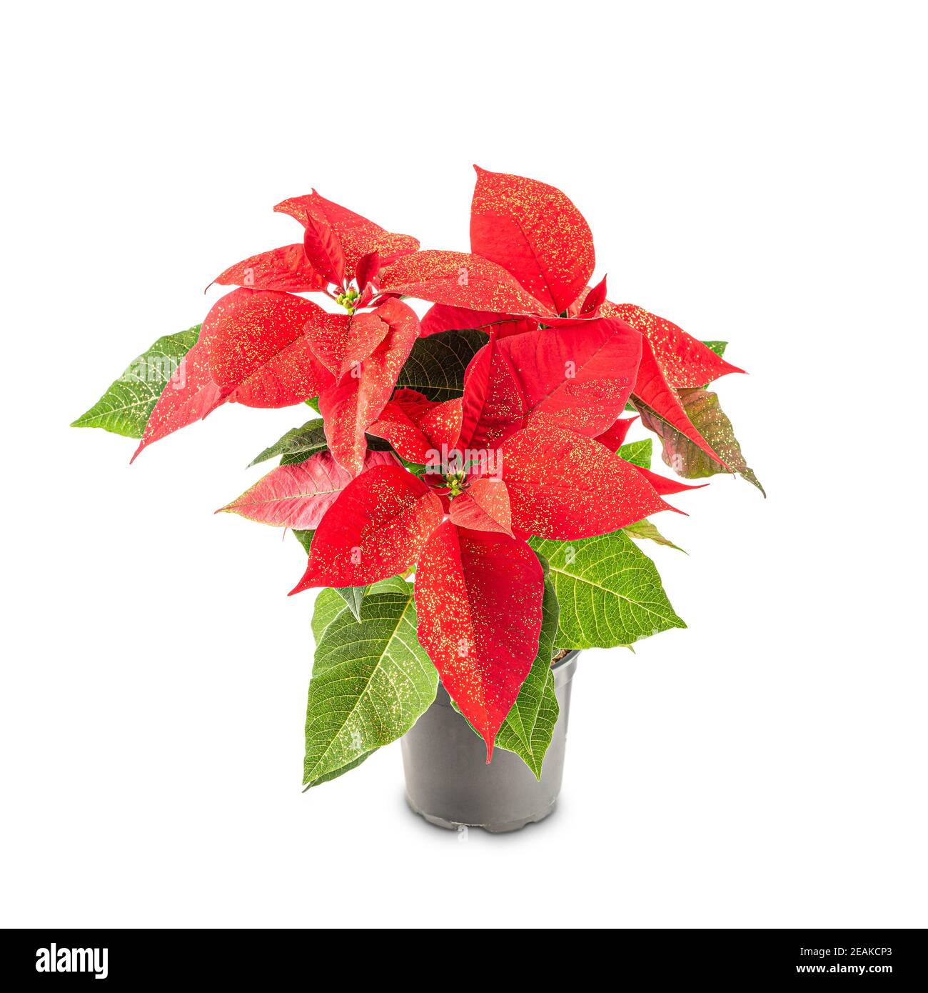 Fiori di Poinsettia rosso Foto Stock