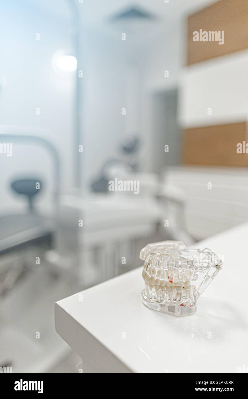 Modelli di denti umani in plastica Foto Stock