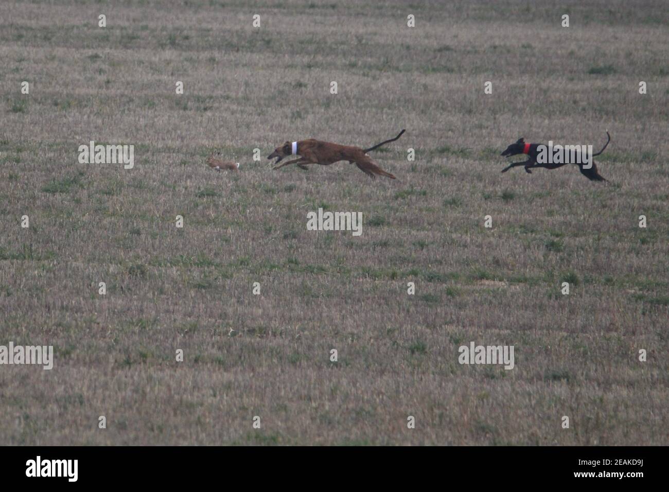 Foto sbalorditive di cani spaniards a caccia della lepre in aperto campo Foto Stock