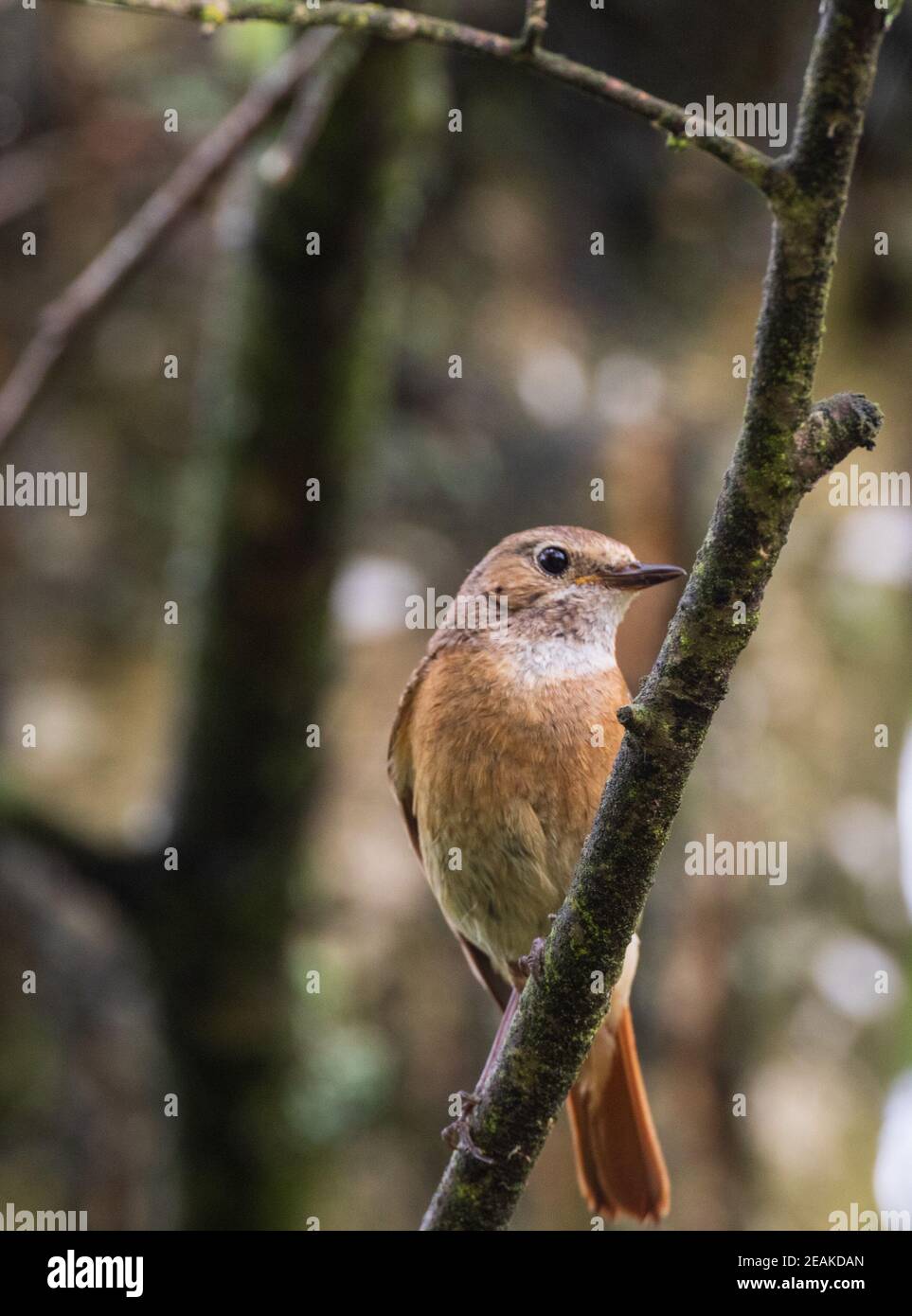 Redstart comune (phoenicurus phoenicurus) sul ramo Foto Stock
