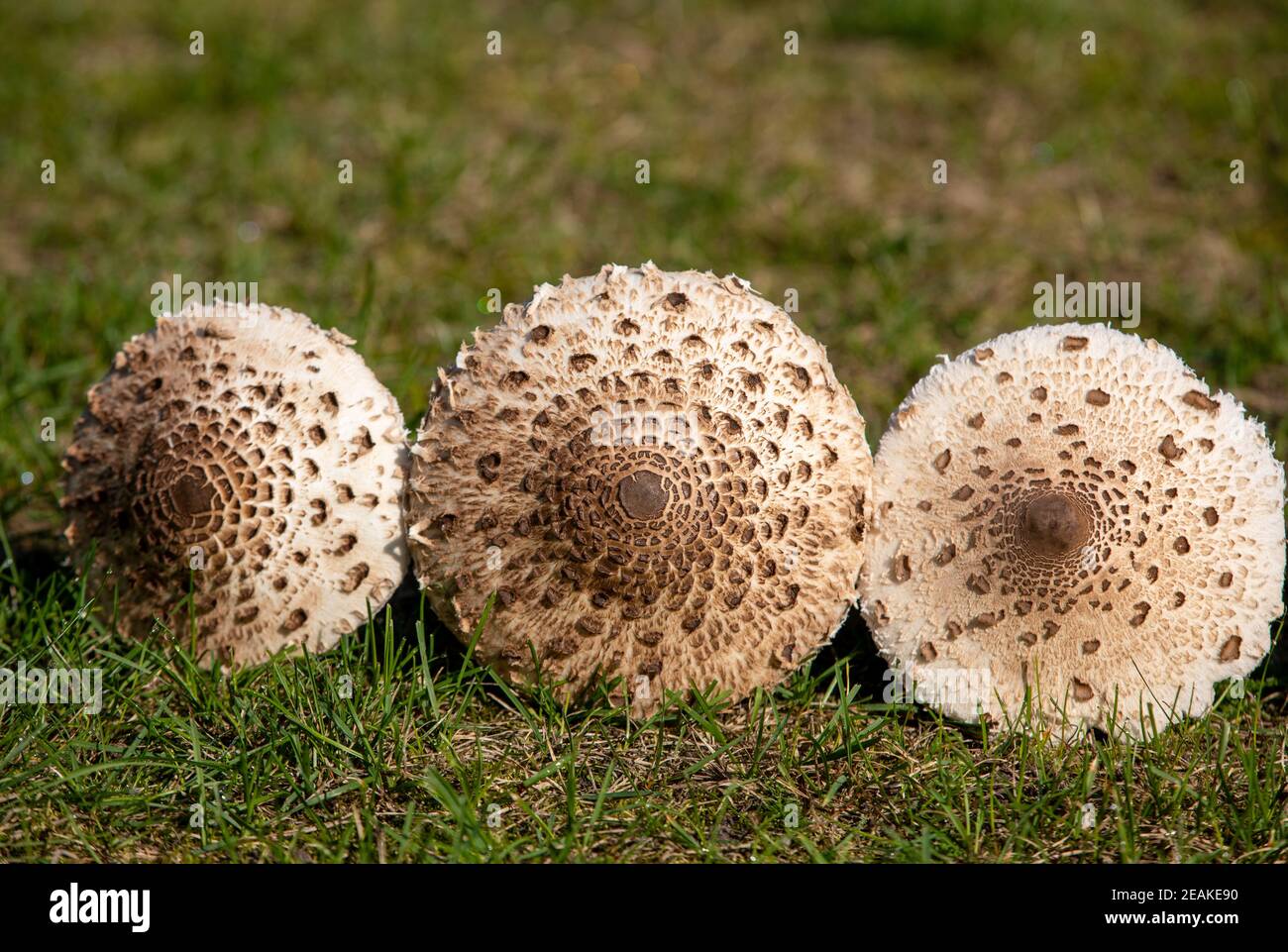 Fungo parasolo maturo Macrolepiota procera o Lepiota procera Foto Stock