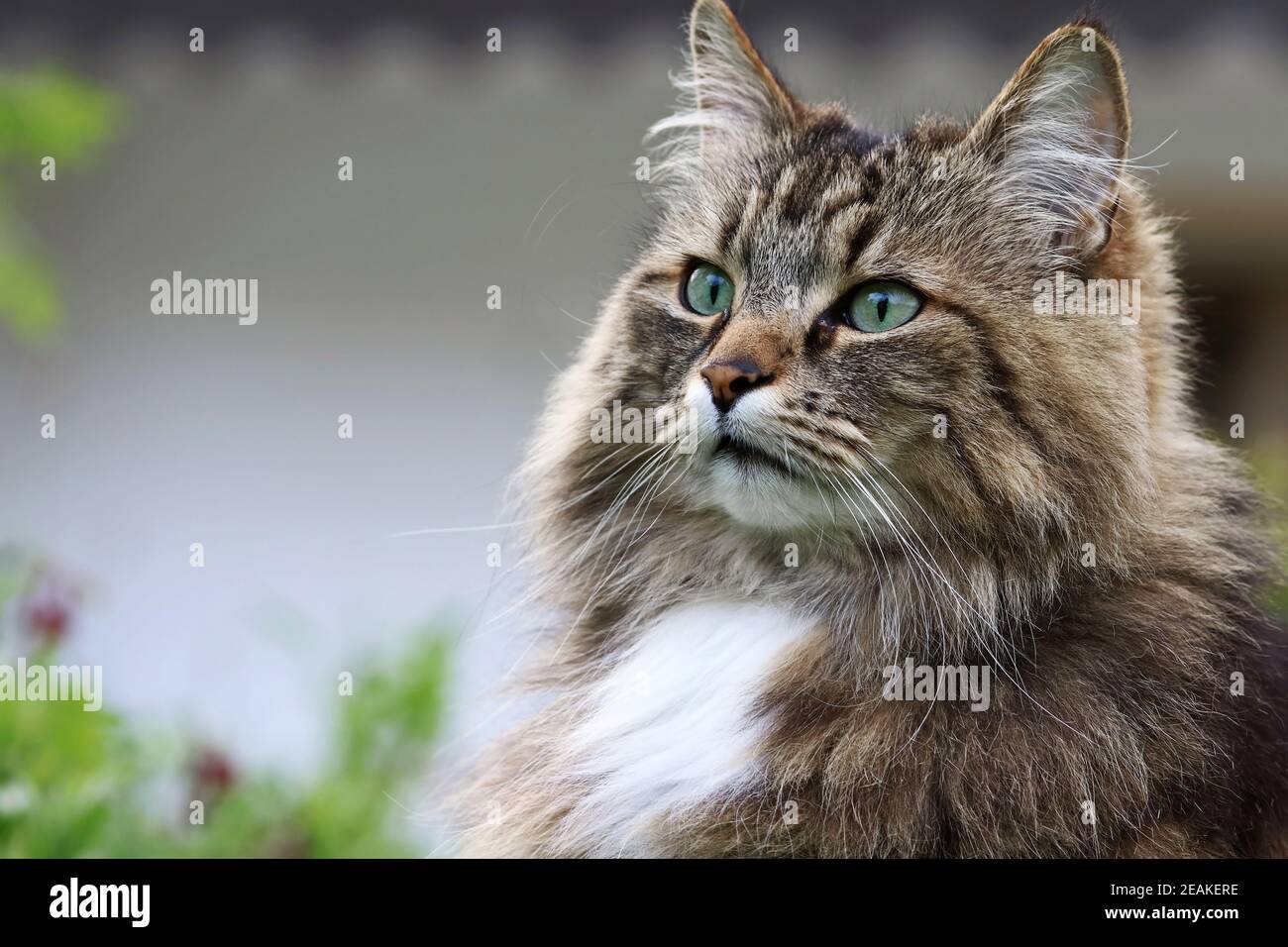 Il volto di un abbastanza curioso Norwegian Forest Cat in il giardino Foto Stock