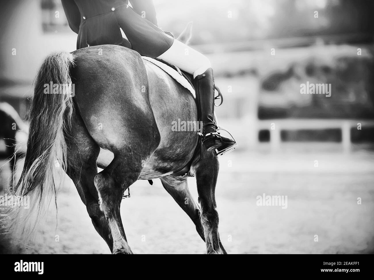 Immagine in bianco e nero di un cavallo veloce con un cavaliere in sella, che si allaccia in avanti alla luce del sole. Equitazione. Sport equestri. Foto Stock