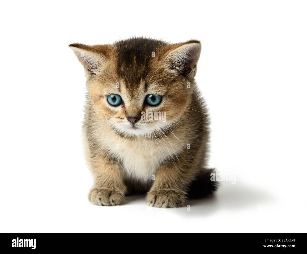 carino gattino scozzese razza chinchilla oro isolato su sfondo bianco Foto Stock