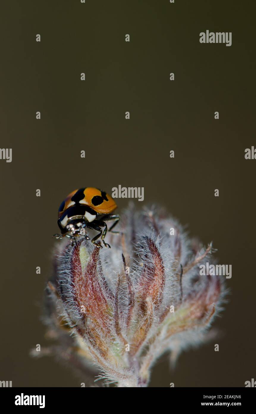 Ladybird Coccinella miranda su un fiore chiuso. Foto Stock
