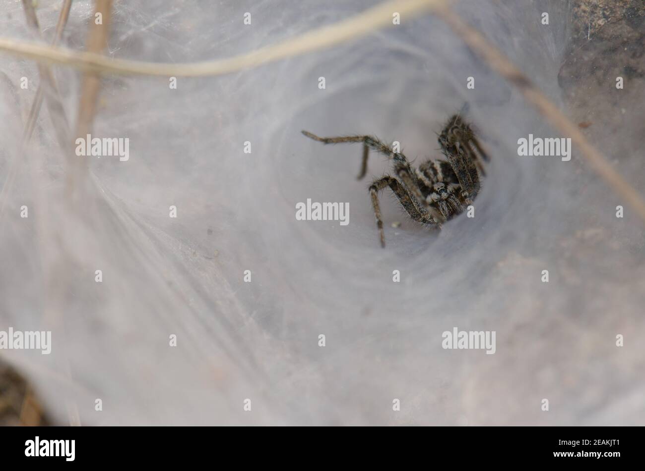 Imbuto weaber Agelenidae nel suo rifugio web. Foto Stock
