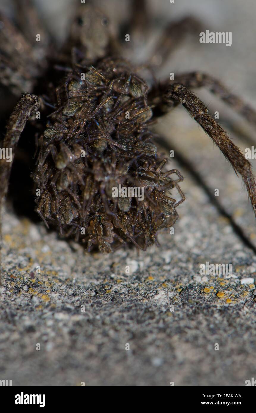 Wolf Spider porta la sua giovane sulla schiena. Foto Stock