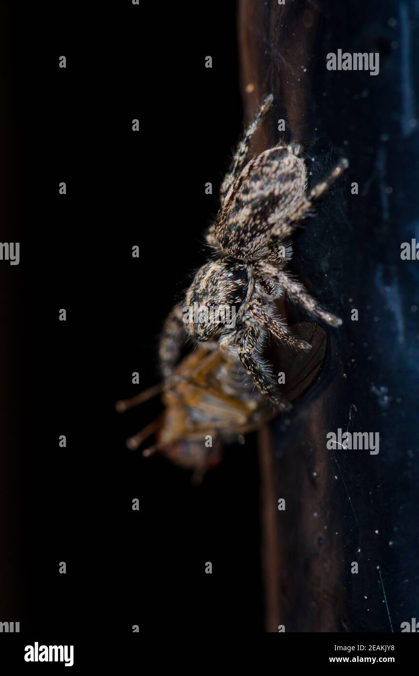 Saltando ragno con una preda su una barra di ferro. Foto Stock