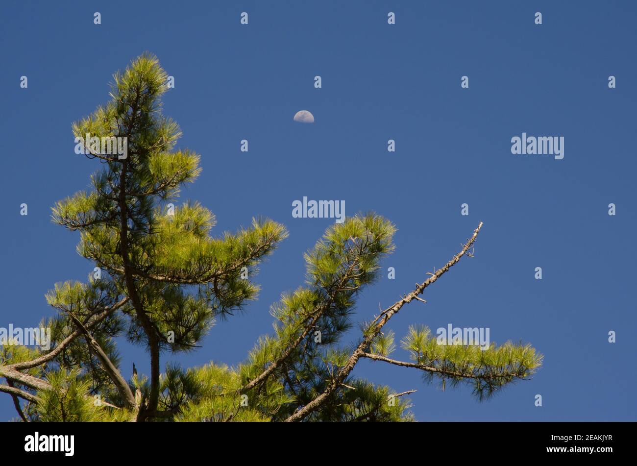 Pino delle Isole Canarie Pinus canariensis e luna. Foto Stock