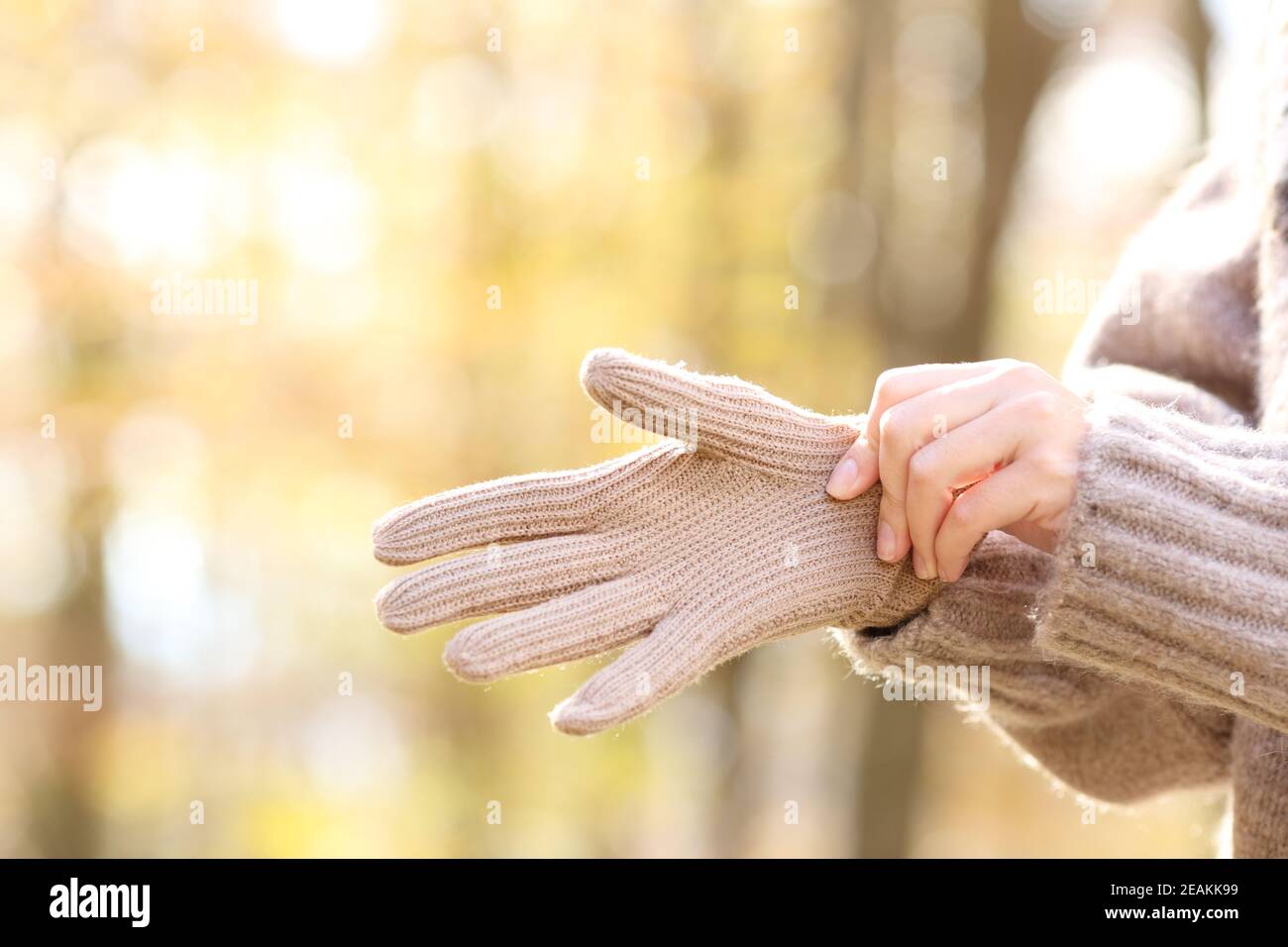 Le mani della donna mettono i guanti di lana in un autunno freddo Foto Stock