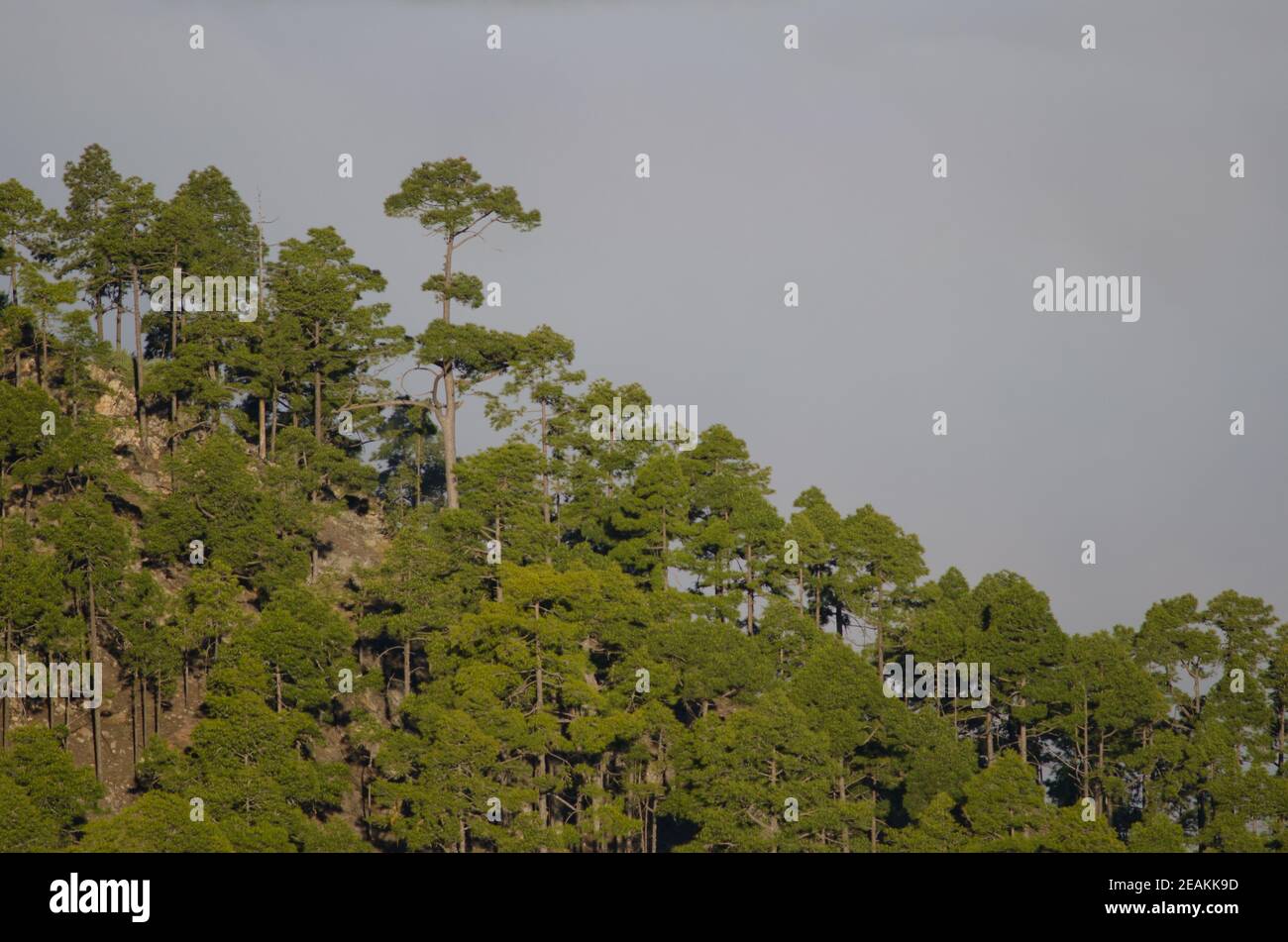 Foresta di pino delle Isole Canarie Pinus canariensis. Foto Stock