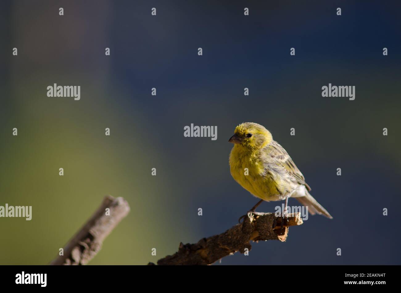 Atlantico canary Serinus canarius su una succursale. Foto Stock