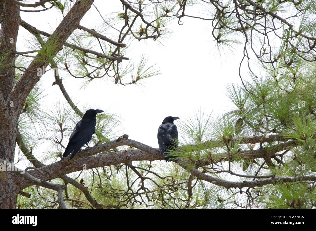 Canarie raven su un pino delle Isole Canarie. Foto Stock