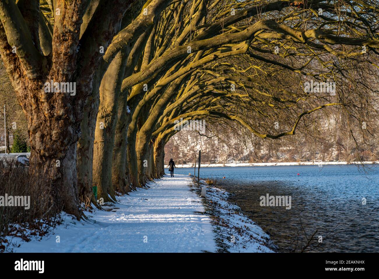 Inverno, paesaggio innevato, passeggiata invernale al Lago Baldeney, viale di platani, sentiero sul lago, a Haus Scheppen, Essen, NRW, Germania Foto Stock