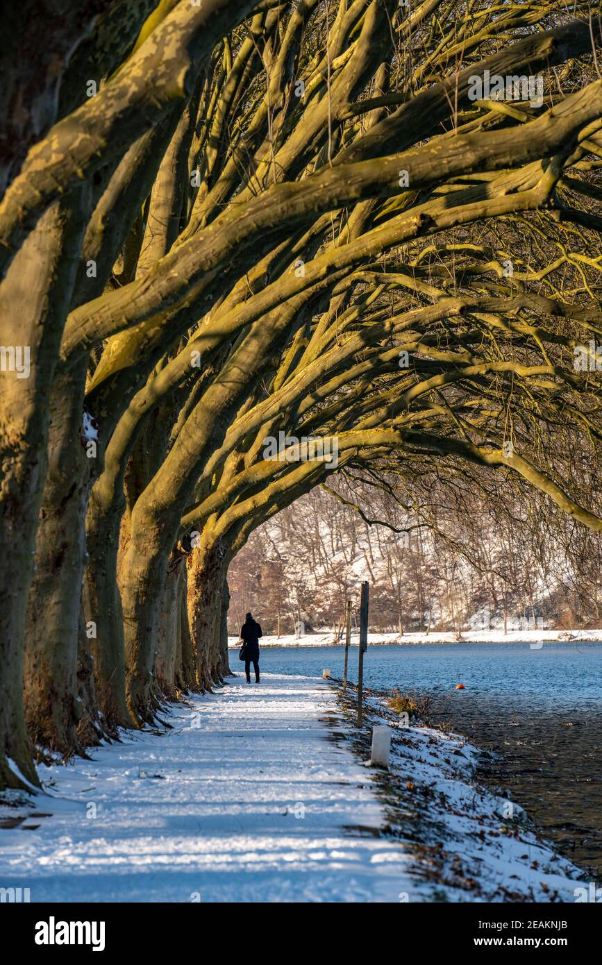 Inverno, paesaggio innevato, passeggiata invernale al Lago Baldeney, viale di platani, sentiero sul lago, a Haus Scheppen, Essen, NRW, Germania Foto Stock