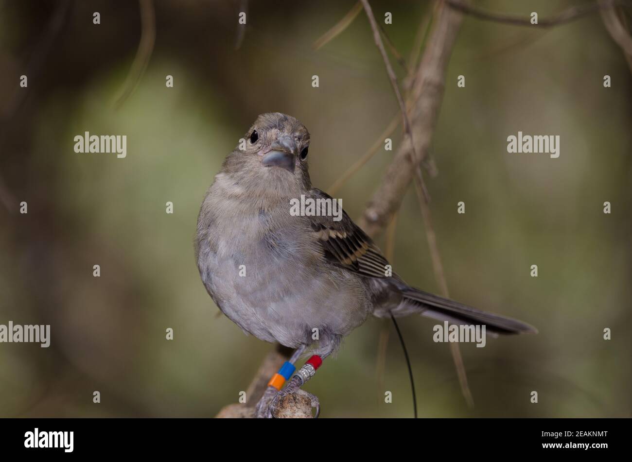 Gran Canaria blu chaffinch su un ramo. Foto Stock