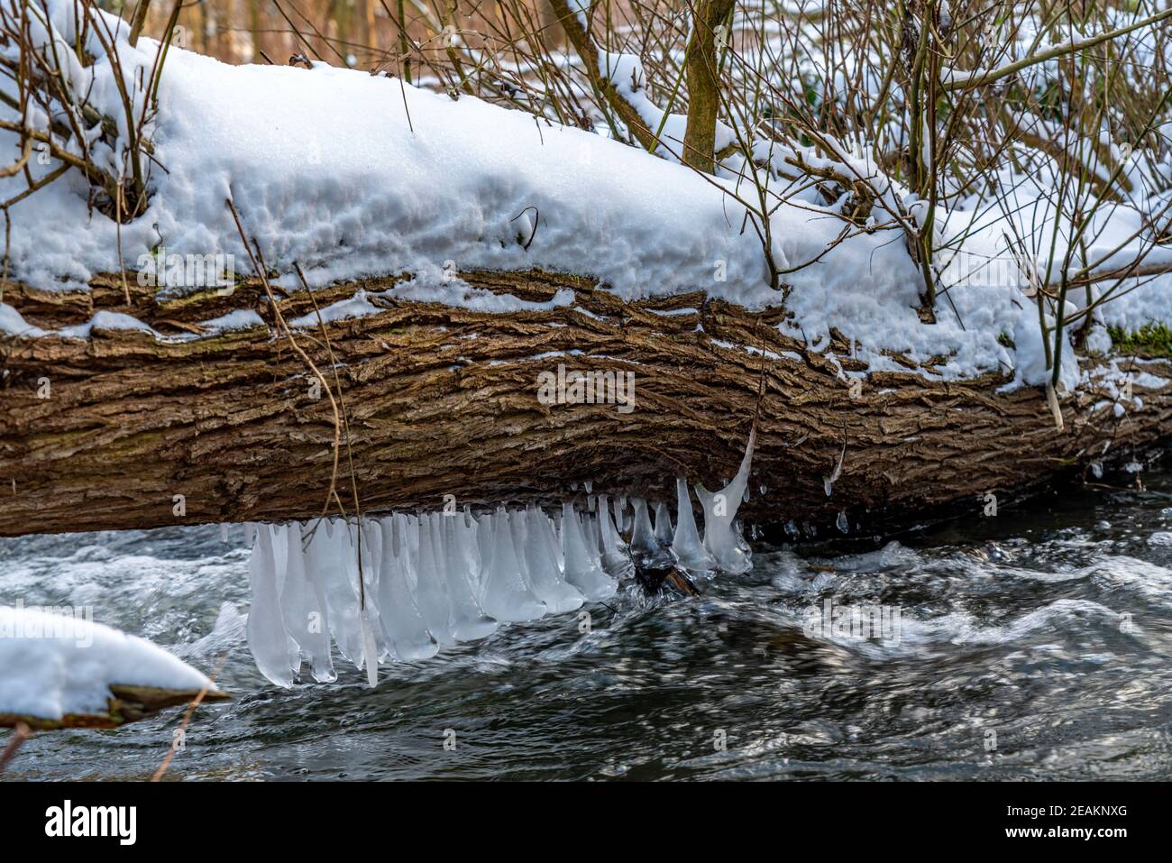 Inverno, paesaggio innevato, ruscello, Hesperbach nel Hespertal in Essen-Fischlaken, Essen, NRW, Germania Foto Stock