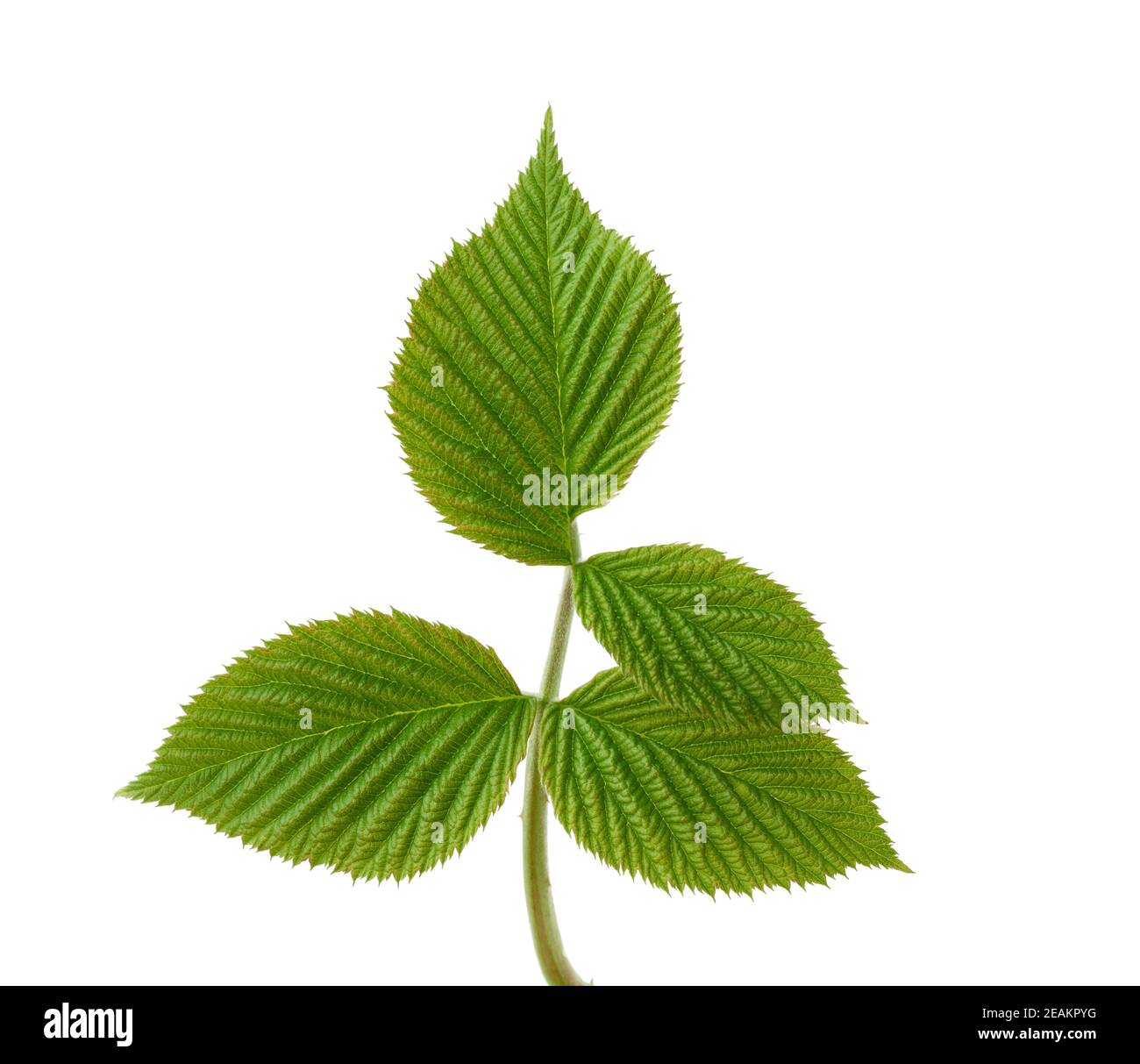 ramo di lampone con foglie verdi isolate su sfondo bianco Foto Stock