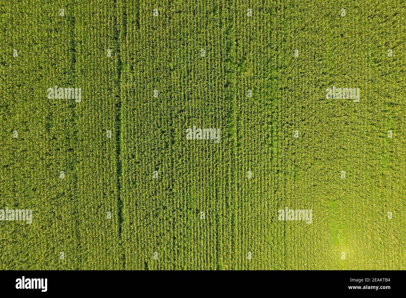Campo di mais. Il mais verde fiorisce sul campo. Periodo di crescita Foto Stock