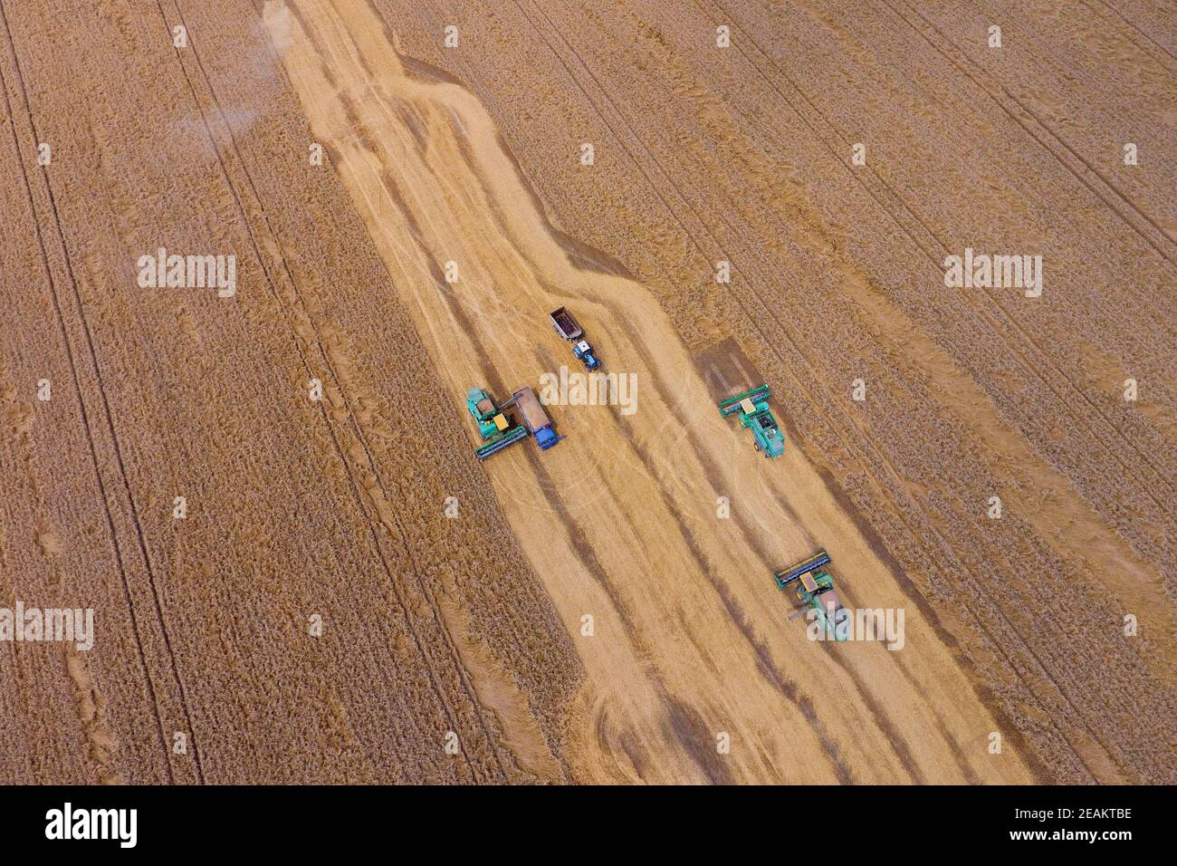 La mietitura del frumento harvester. Macchine agricole granella del raccolto sul campo. Foto Stock