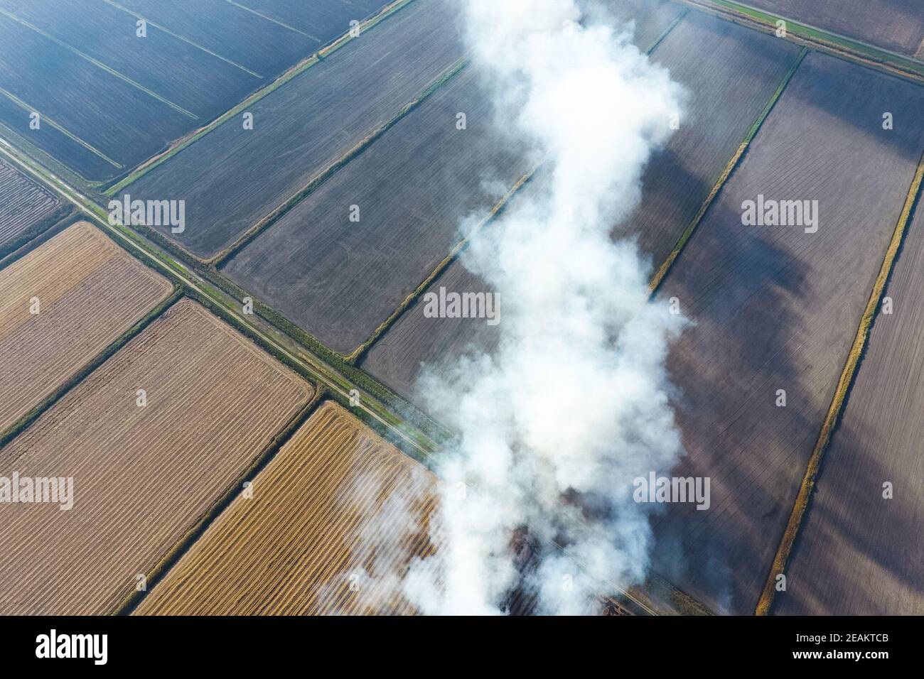 La combustione di paglia di riso nei campi. Fumo dalla combustione della paglia di riso nei controlli. Fuoco sul campo Foto Stock