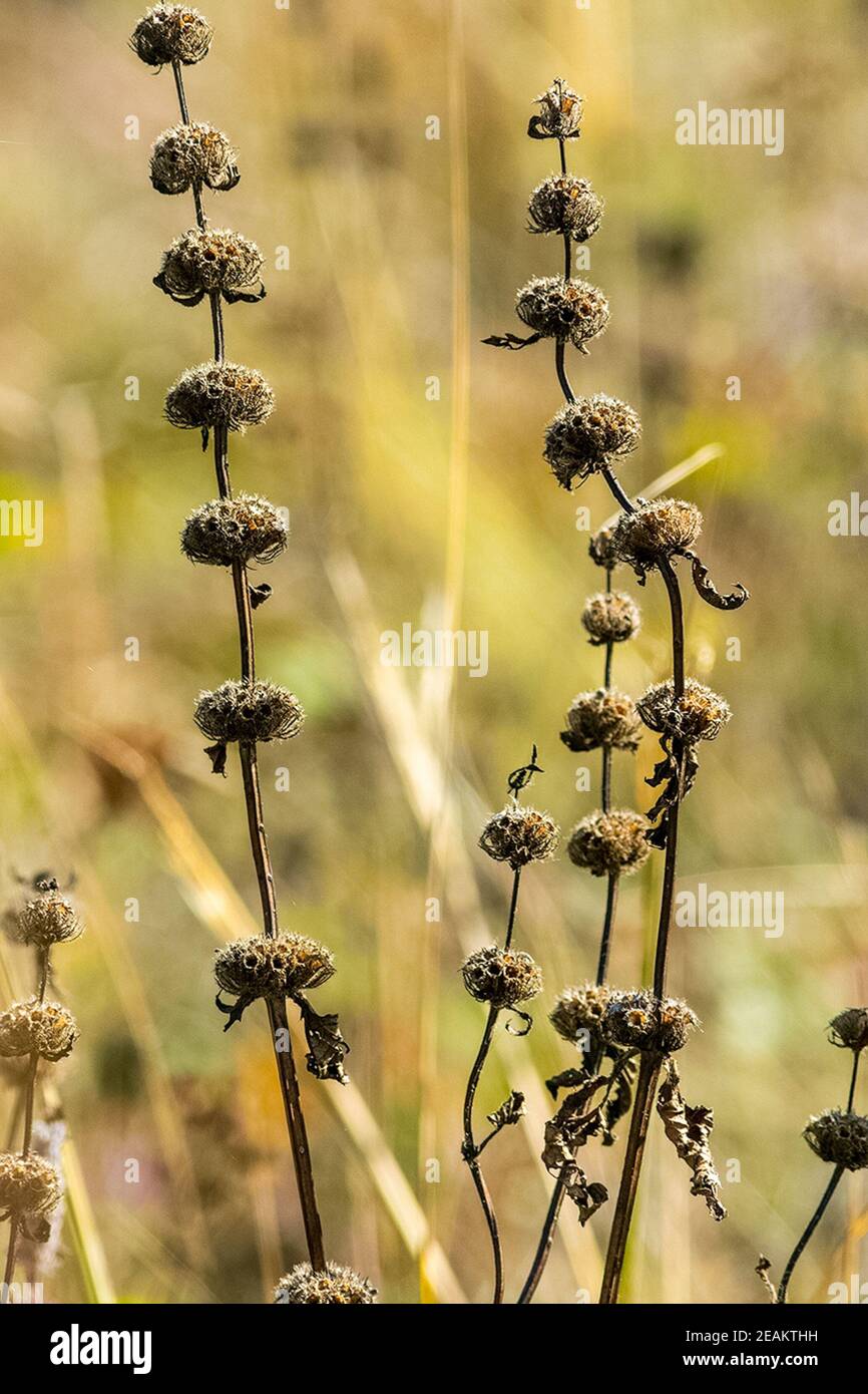 Piante in prato ad Altai. Erbe e fiori di Altai. Foto Stock