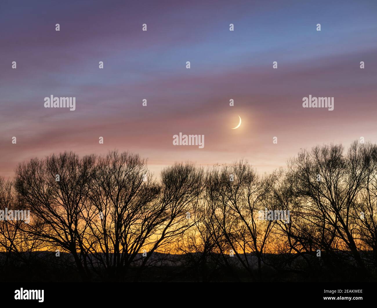 piccola luna con cielo colorato e silhouette di albero Foto Stock