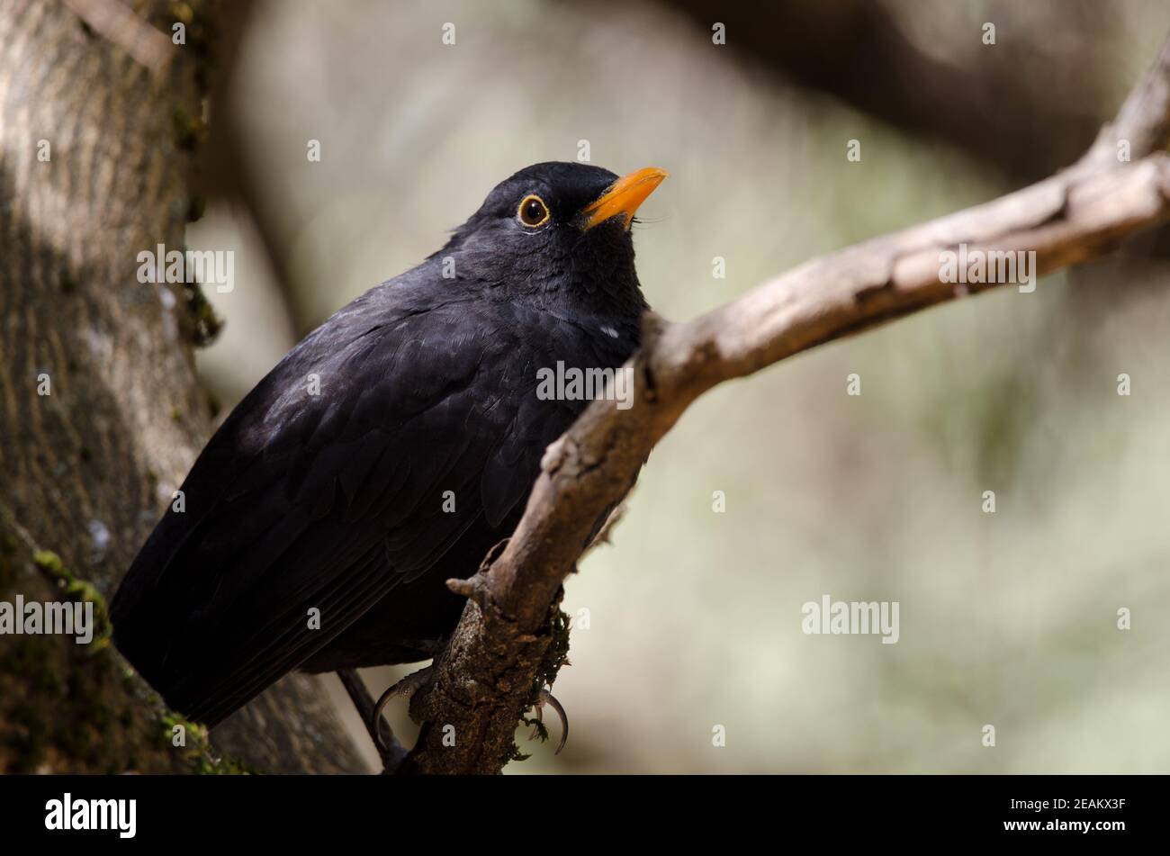 Madeiran uccello nero Turdus merula cabrerae su un ramo. Foto Stock