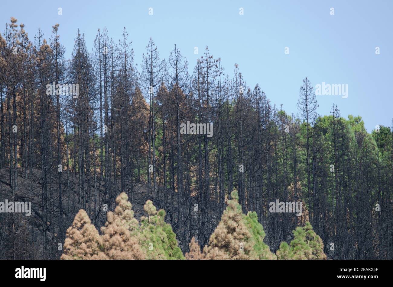 Legna bruciata di pino delle Isole Canarie Pinus canariensis. Foto Stock