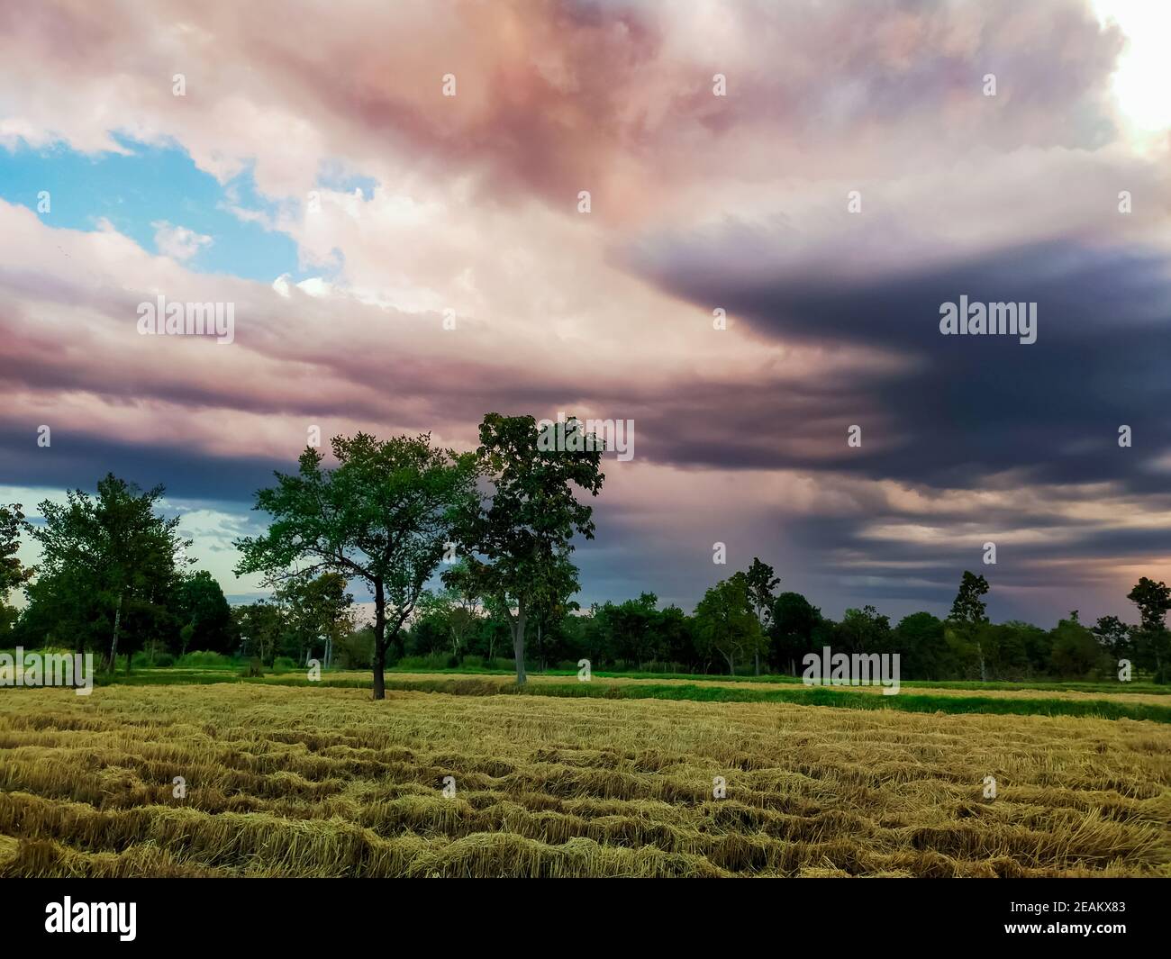 Fattoria di riso. Stoppie sul campo dopo la mietitura. Paglia di riso secca in fattoria vicino alla foresta. Paesaggio di fattoria di riso con cielo tramonto. Bellezza in natura. Scena rurale di fattoria di riso in Thailandia. Terra di agricoltura. Foto Stock
