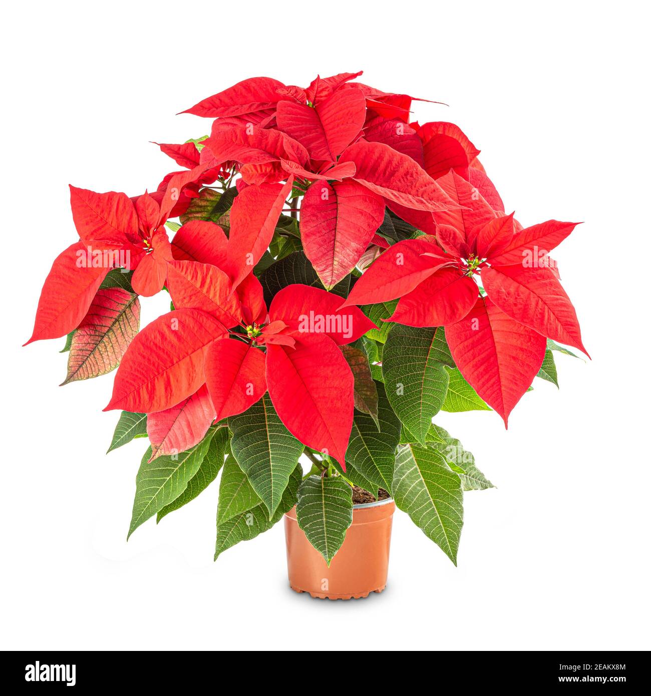 Fiore di Natale poinsettia Foto Stock