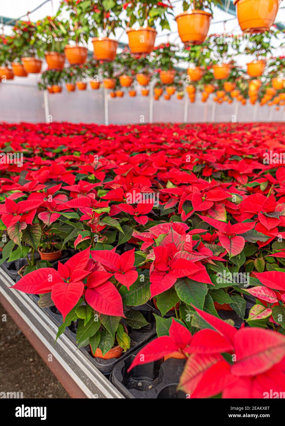 Fiore di Natale, poinsettias Foto Stock