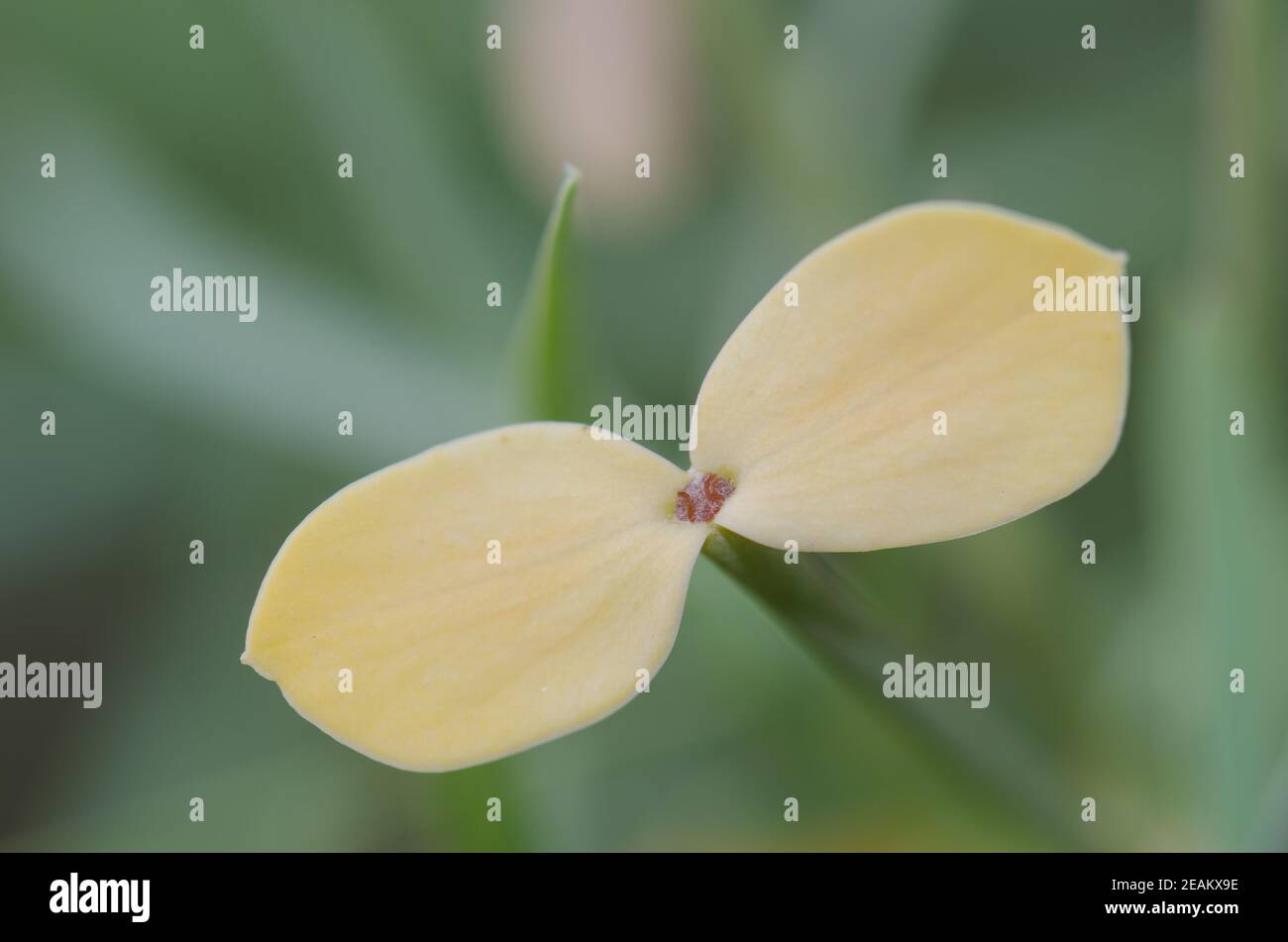 Primo piano di foglie di Euphorbia regis-jubae. Foto Stock