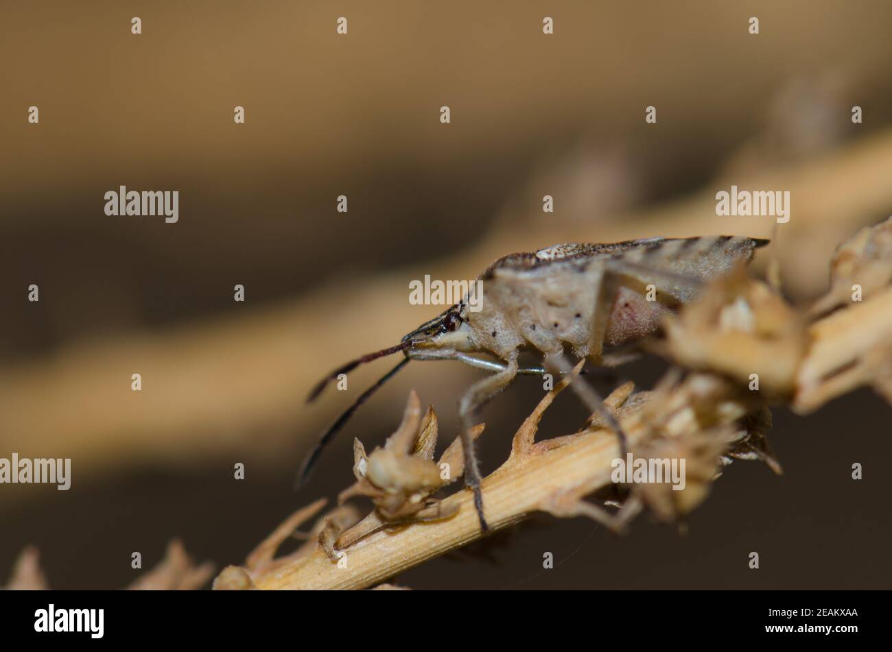 Scudo Codophila varia bug su uno stelo di pianta. Foto Stock