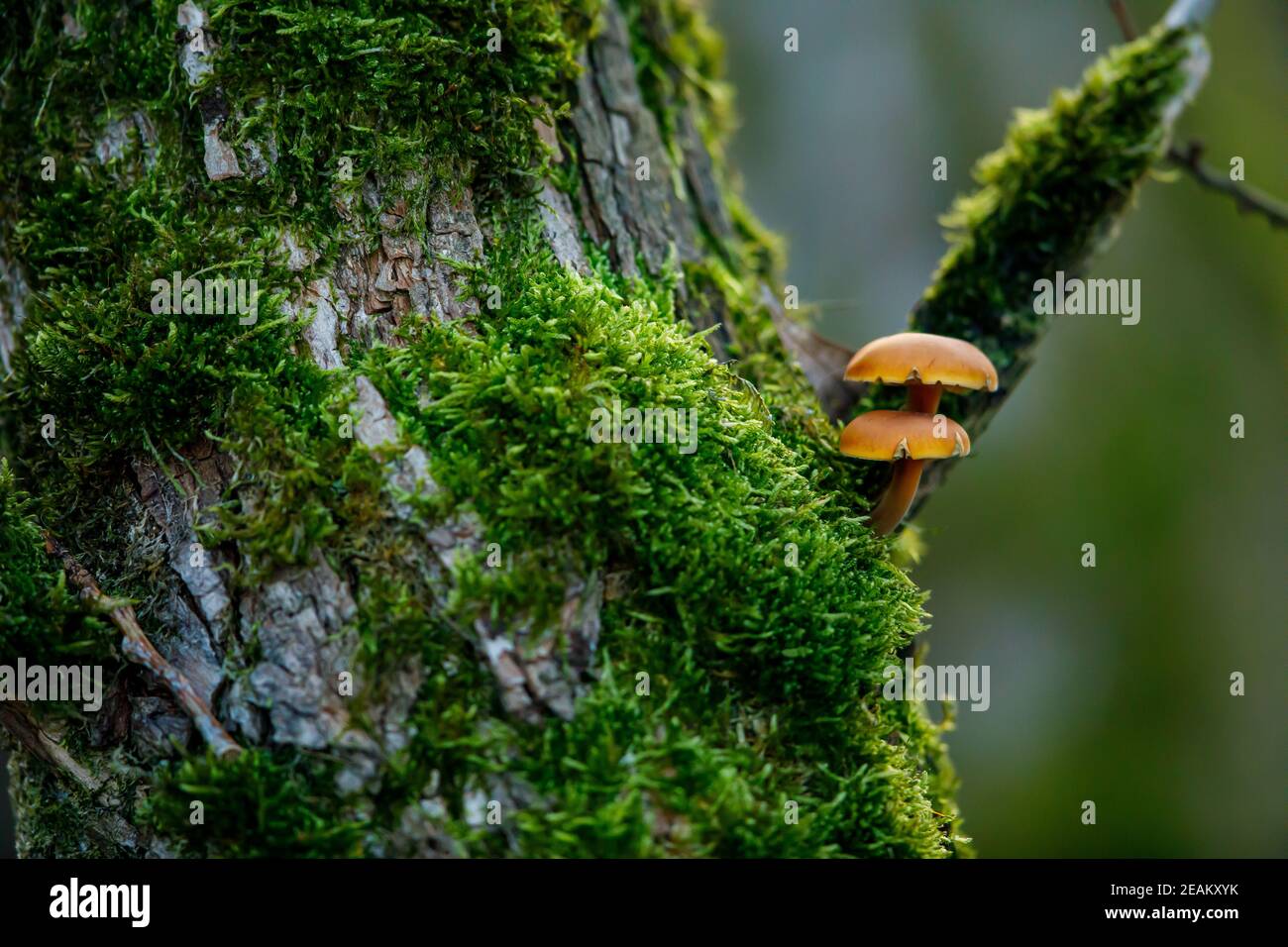 Un fungo su un albero Foto Stock