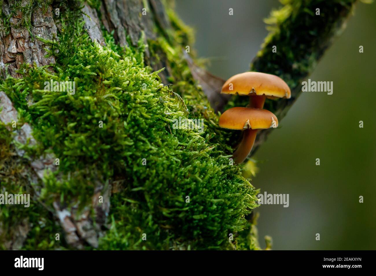 Un fungo su un albero Foto Stock